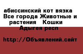 абиссинский кот вязка - Все города Животные и растения » Кошки   . Адыгея респ.